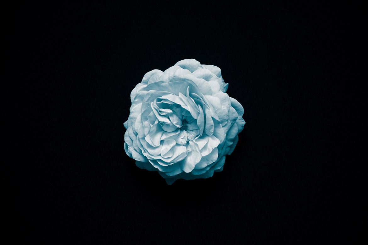 blossom